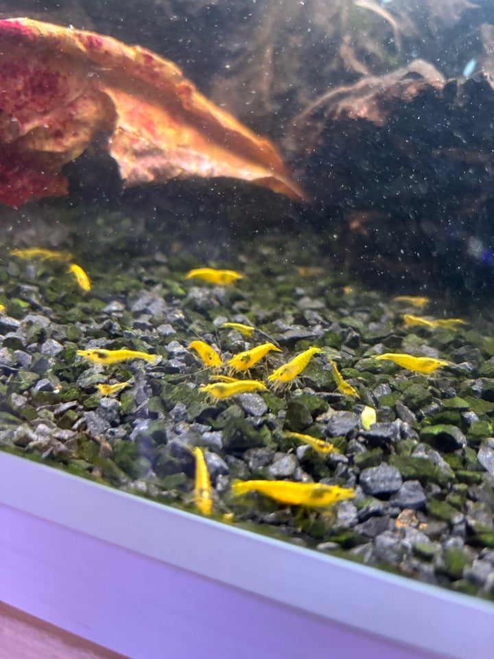 Neocaridina Yellow Neon backline,