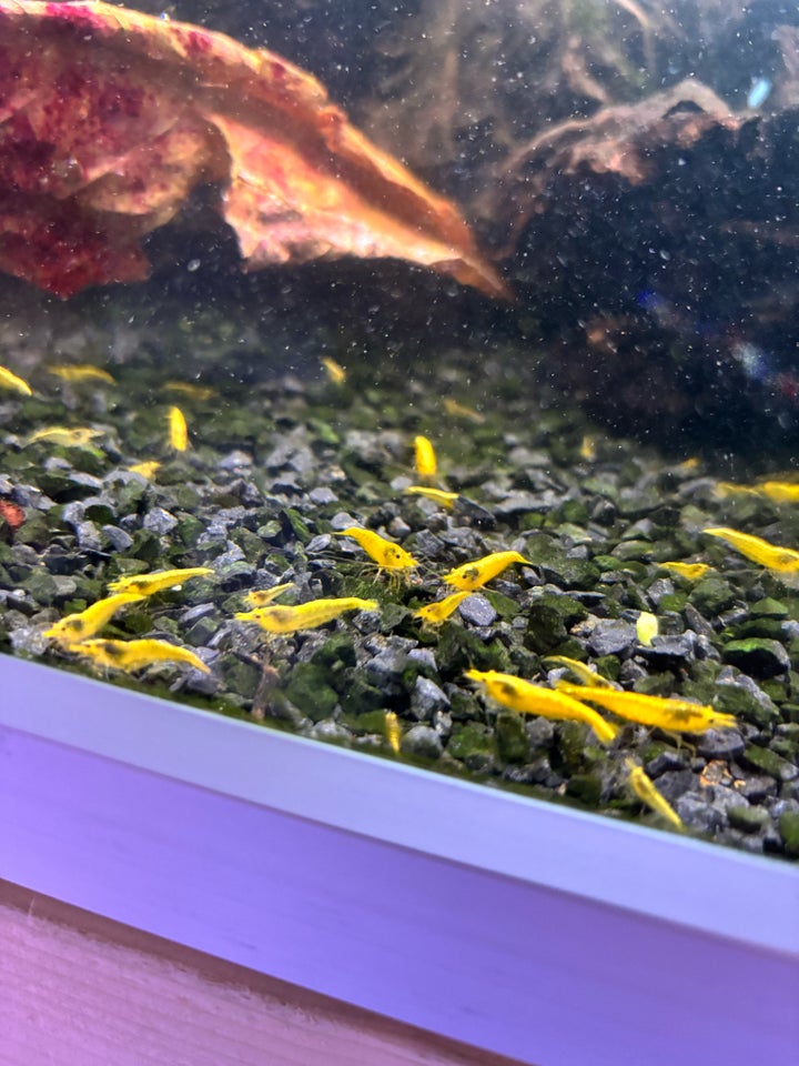 Neocaridina Yellow Neon backline,