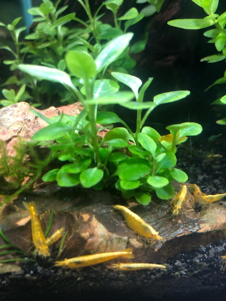 Neocaridina Yellow Neon backline,