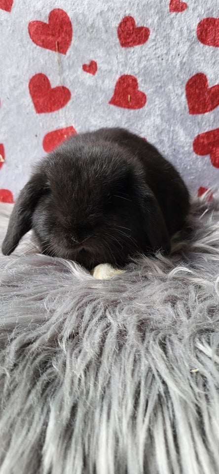 Kanin, Mini Lop, 0 år