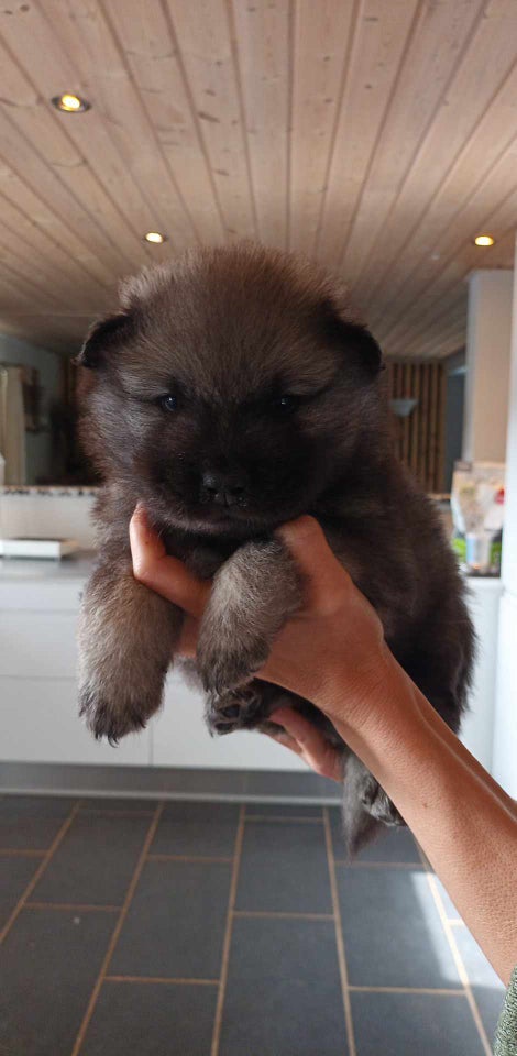 Hvalpepakke Eurasier