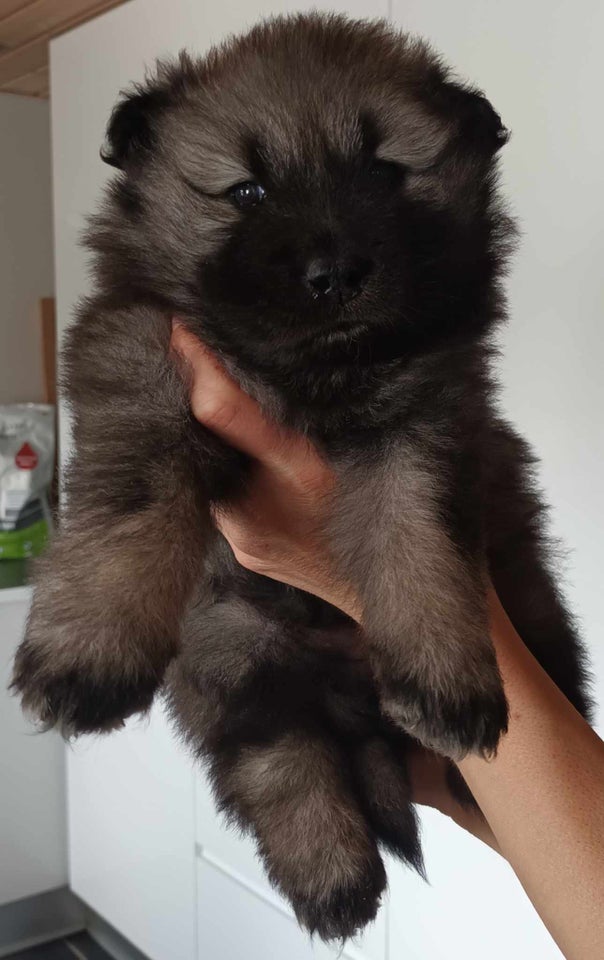 Hvalpepakke Eurasier