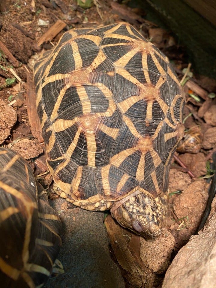 Skildpadde, Indiske