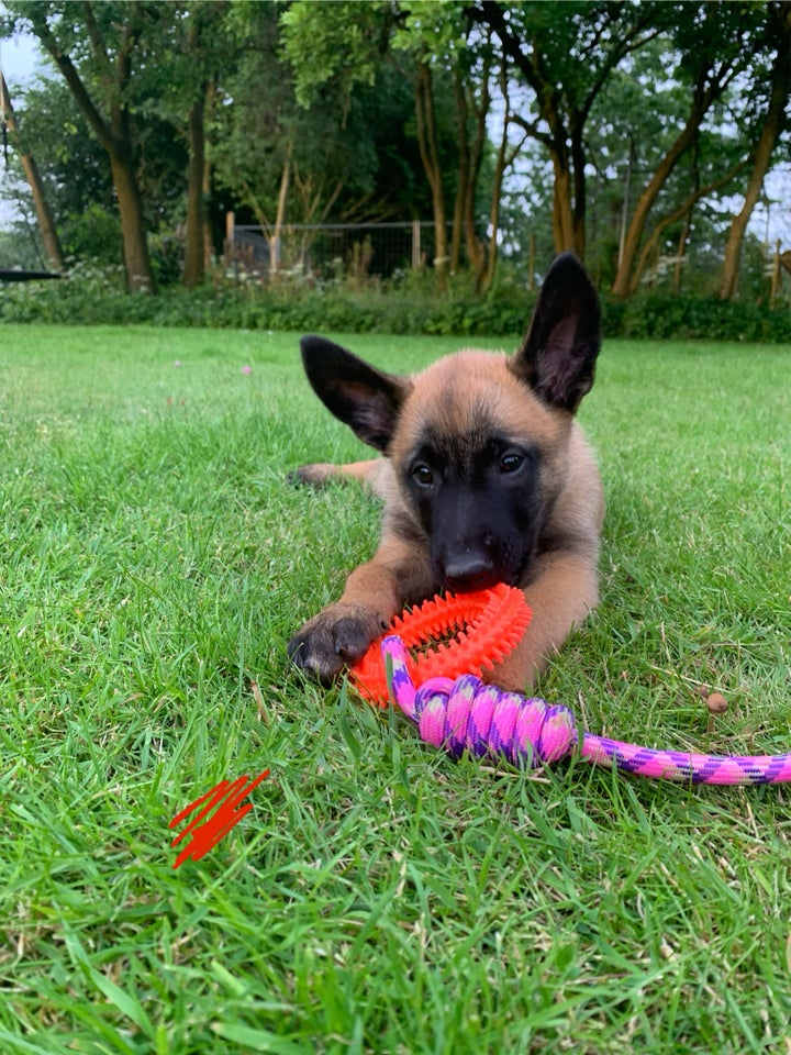 Malinois belgisk hyrdehund