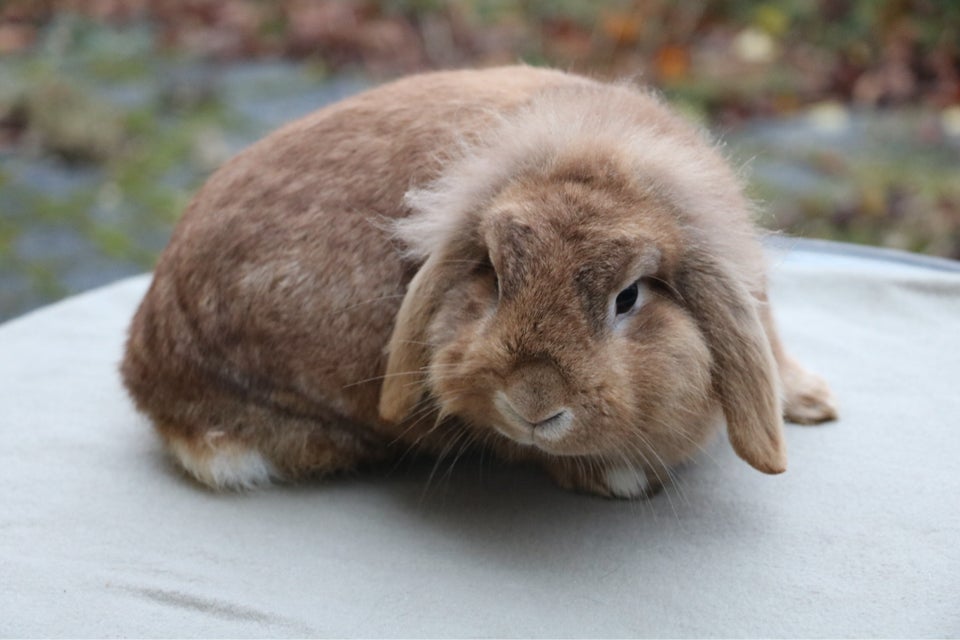 Kanin, Løvevædder, 0 år