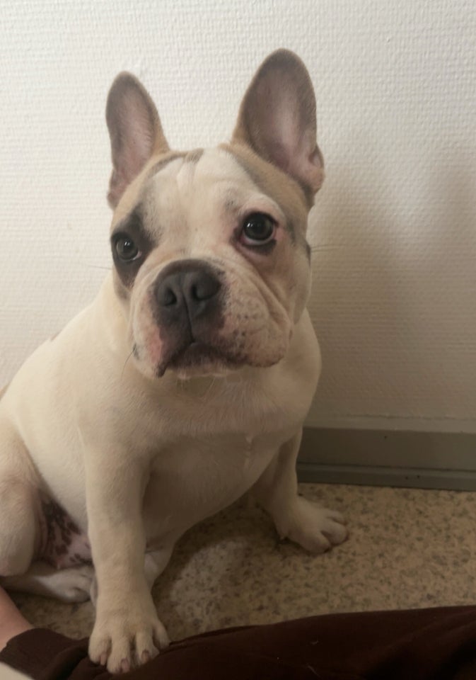 Fransk bulldog hvalpe 7 mdr