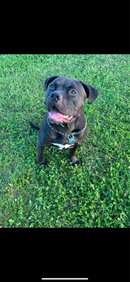 American Bully  hund 12 mdr