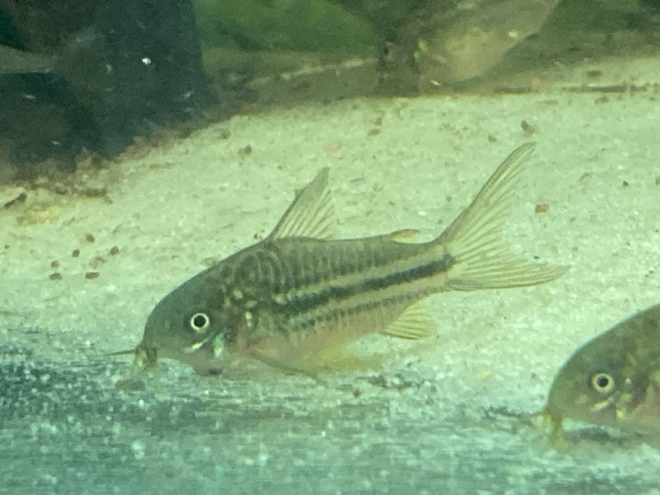 Corydoras Napoensis