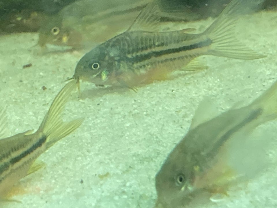 Corydoras Napoensis