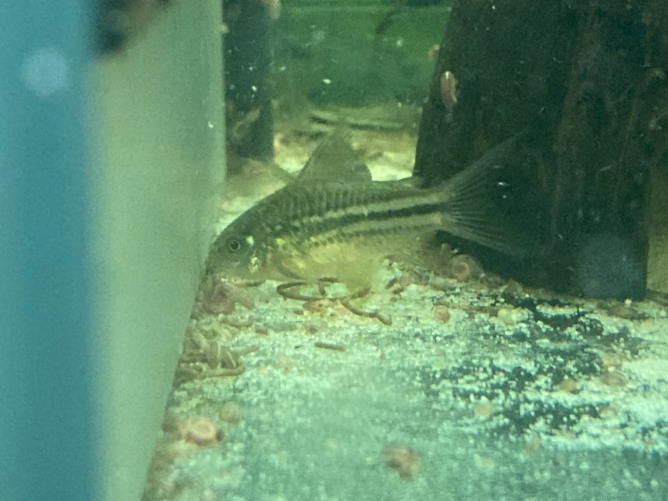 Corydoras Napoensis