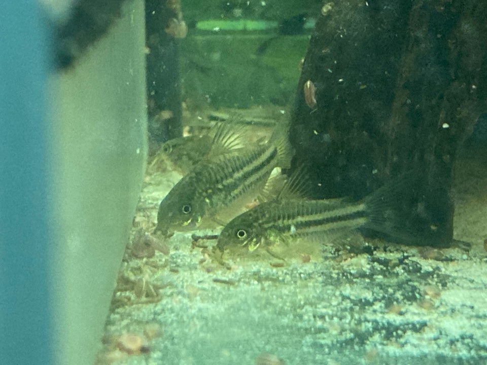 Corydoras Napoensis