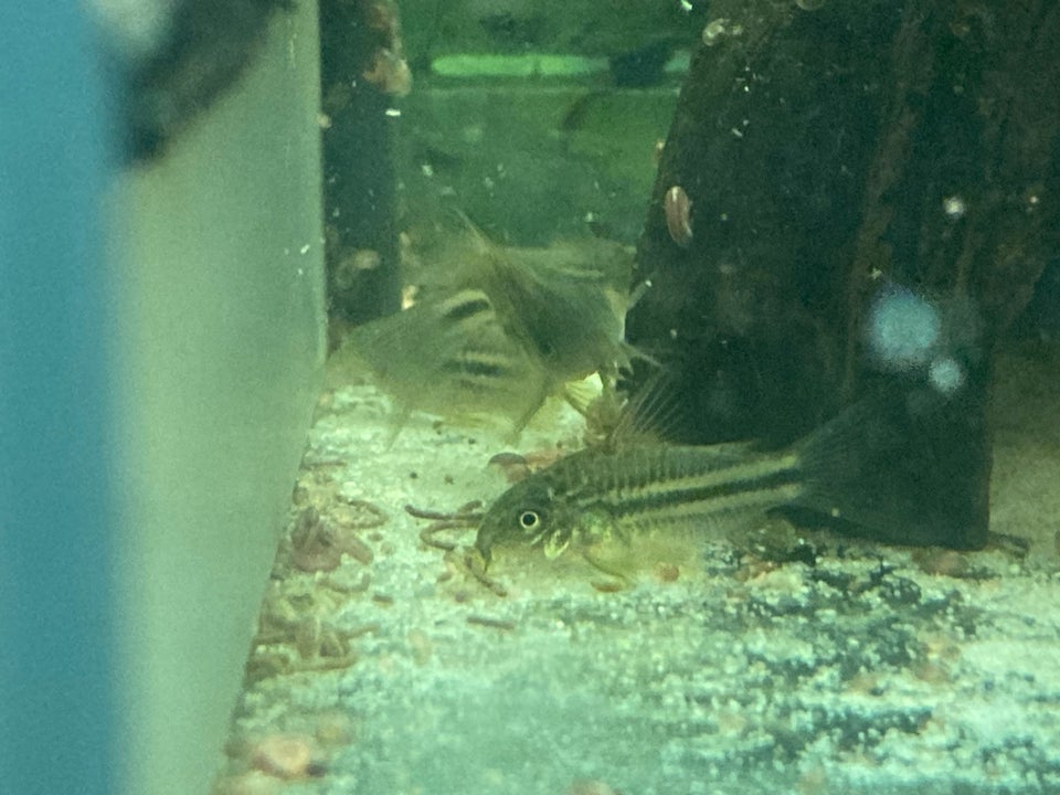 Corydoras Napoensis