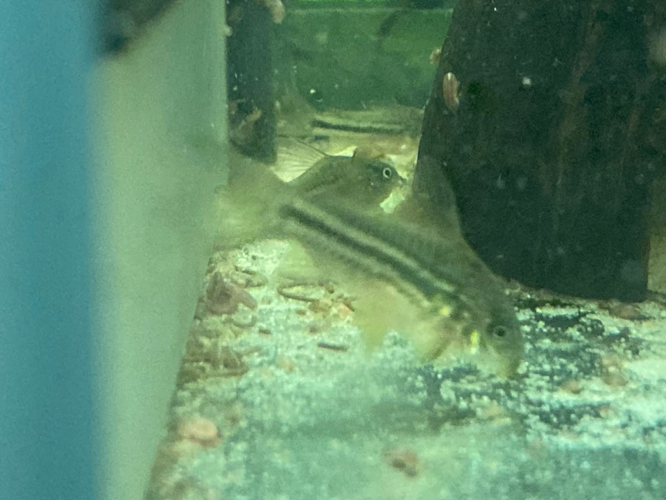 Corydoras Napoensis