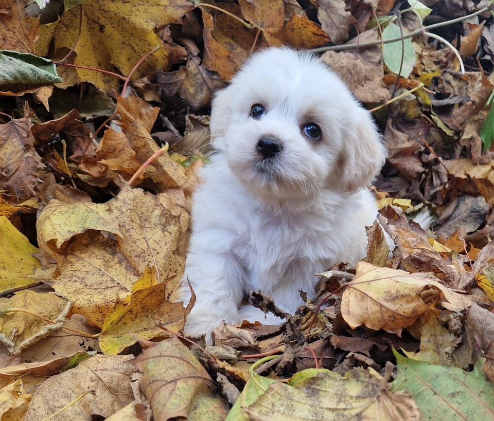 Havapoo Puddel Bichon havanais,