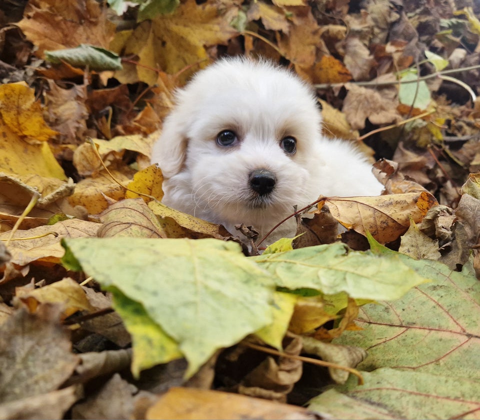 Havapoo Puddel Bichon havanais,