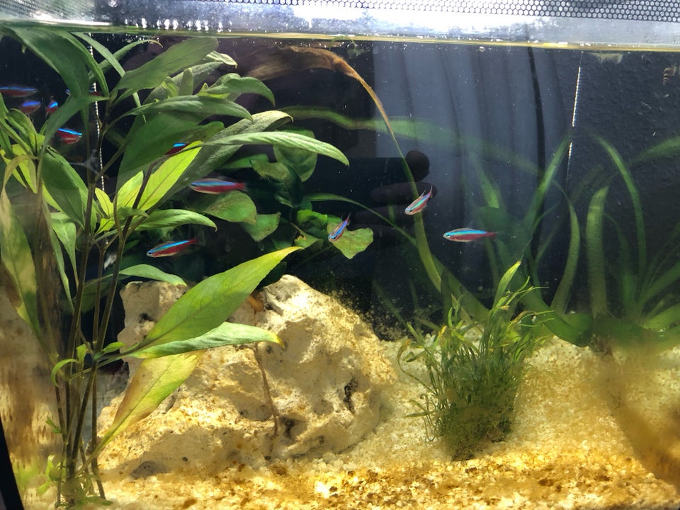 Akvarium, 34 liter