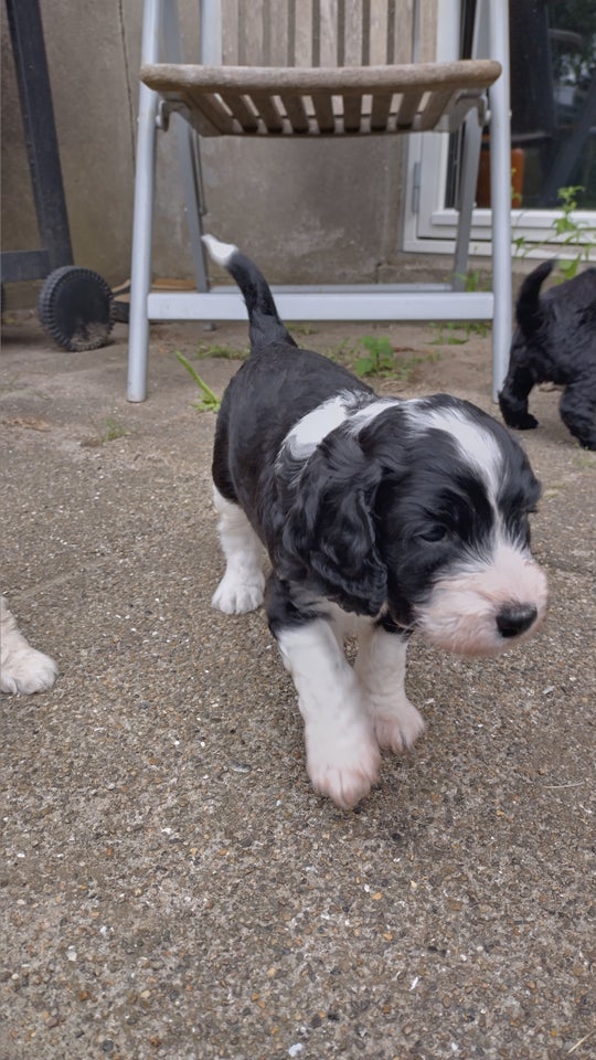 3 cockapoo/ cavapoo hvalpe