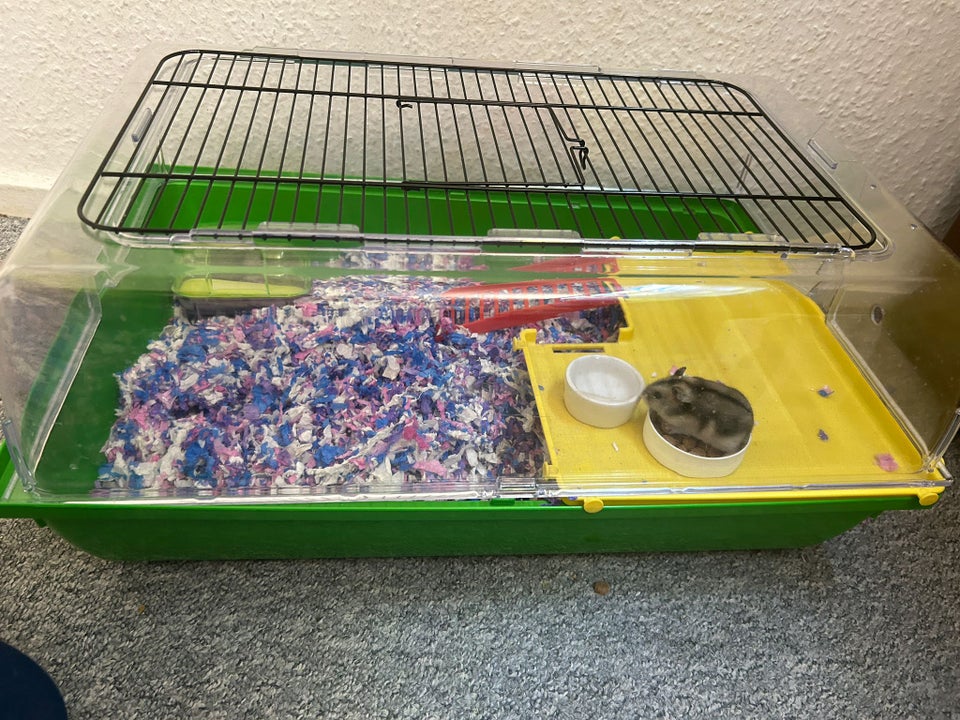 Hamster 0 år