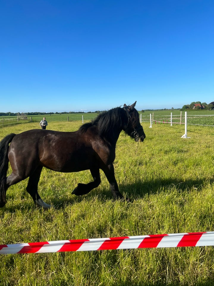 Irish Cob hoppe 12 år