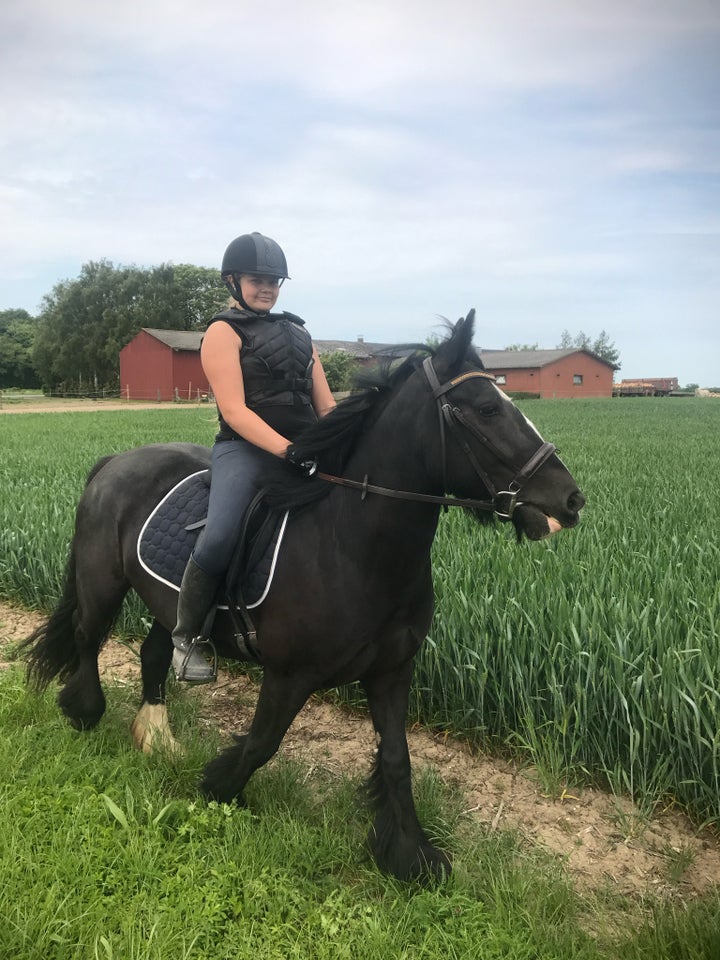 Irish Cob hoppe 12 år