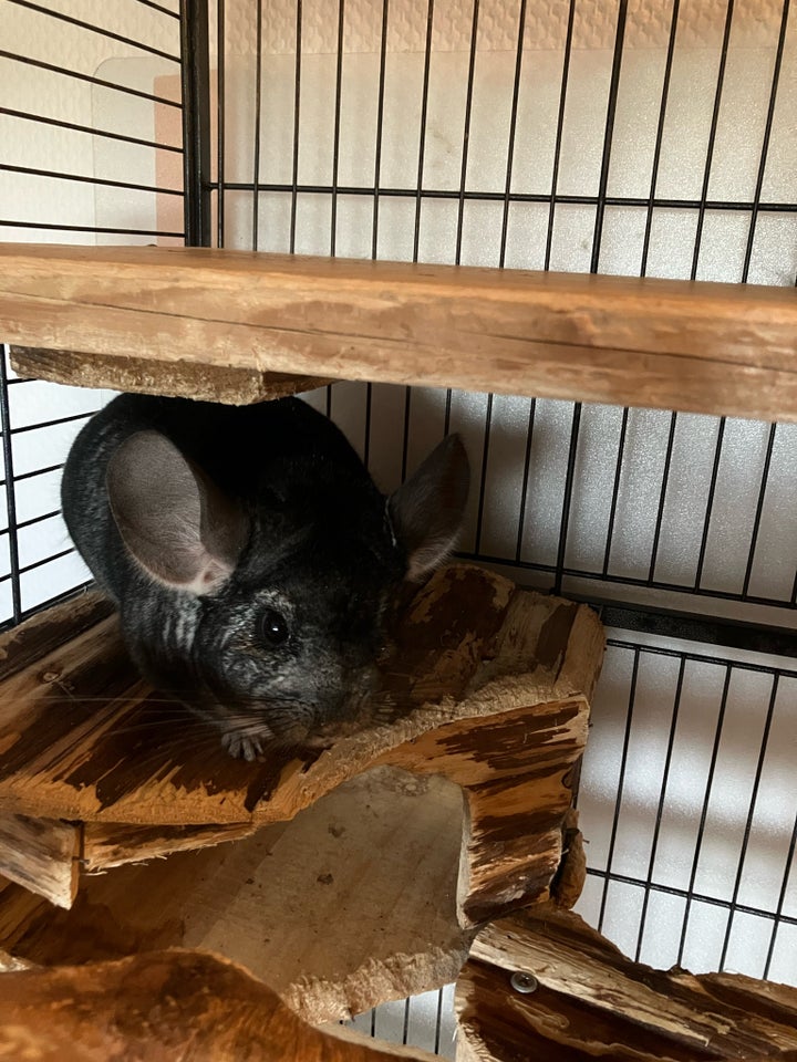 Chinchilla