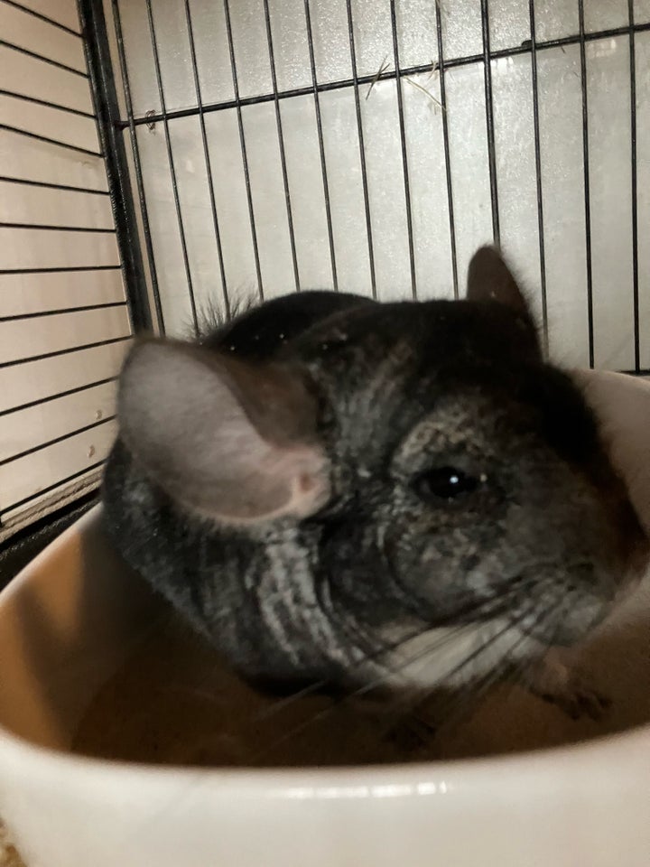 Chinchilla