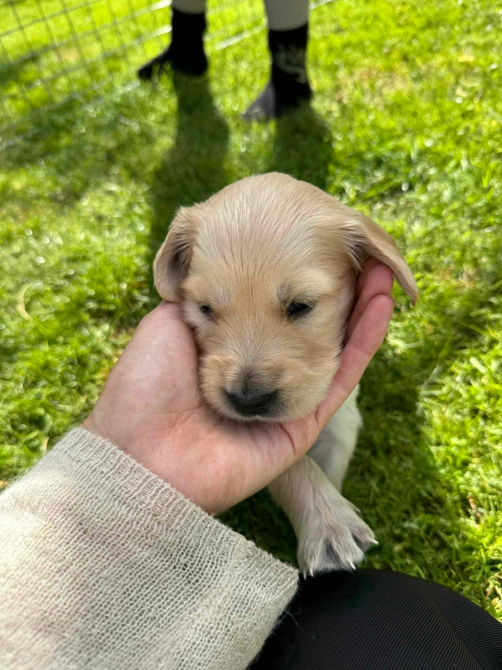 Golden retriever hvalpe 5 uger