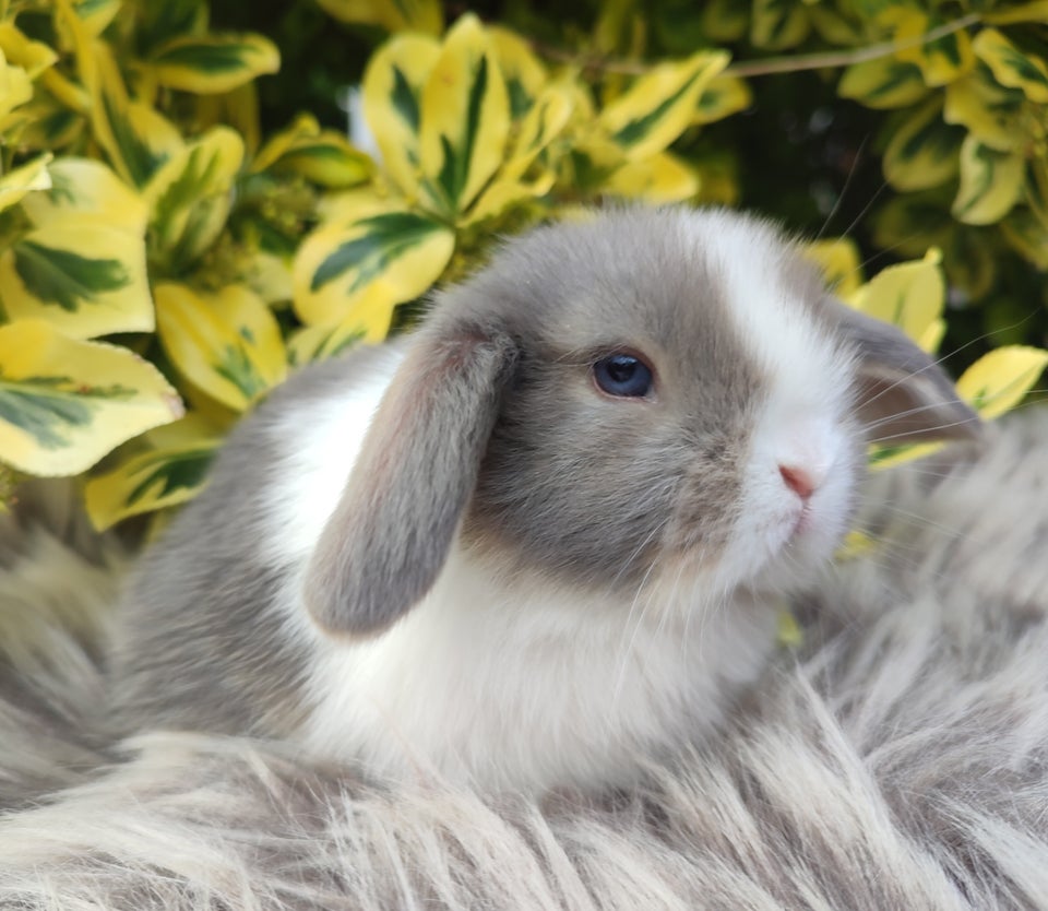 Kanin Minilop mini lop 0 år