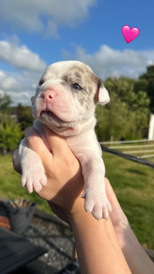 Old english bulldog flere hvalpe