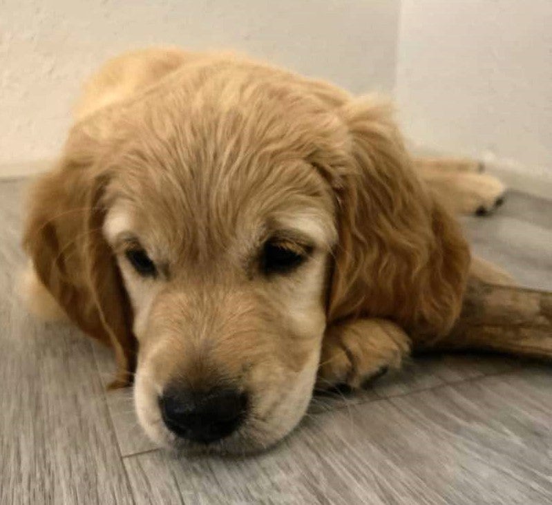 Golden Retriever hvalpe 9 uger