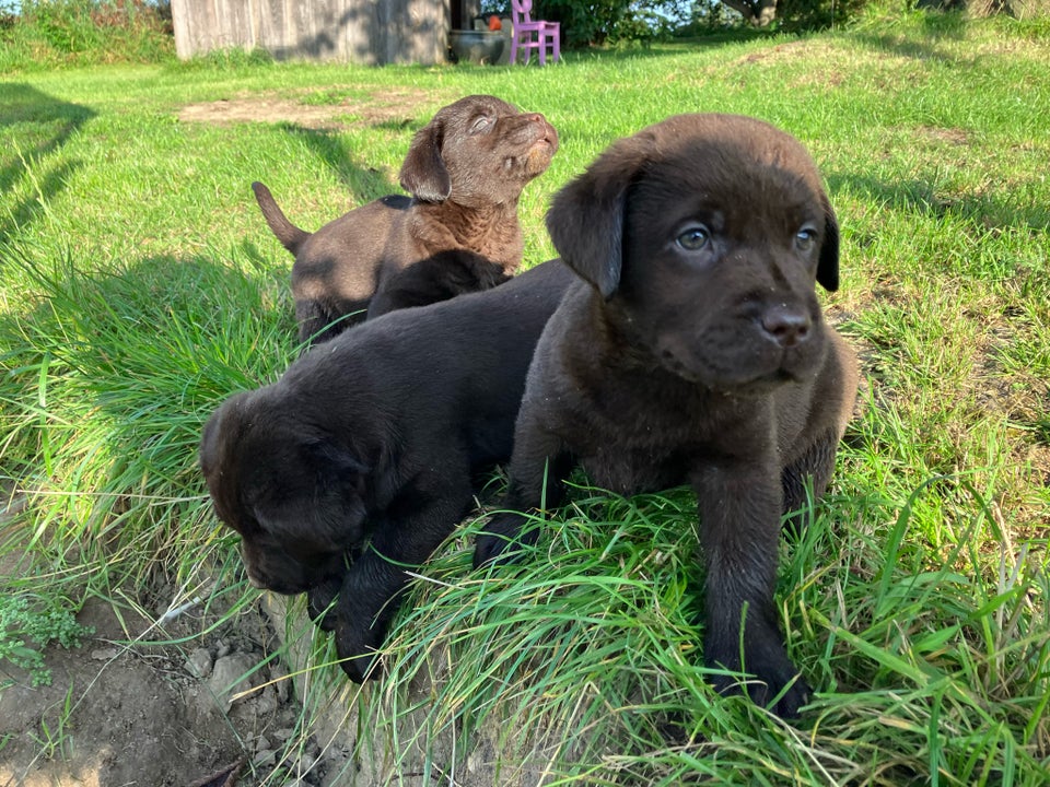 Lækre brune labradorbamser