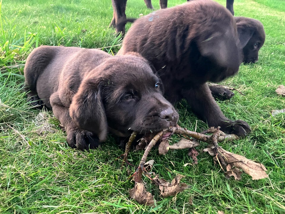 Lækre brune labradorbamser