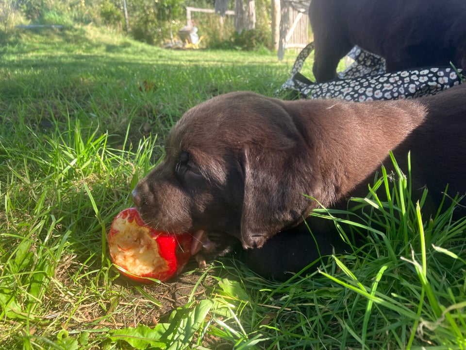 Lækre brune labradorbamser