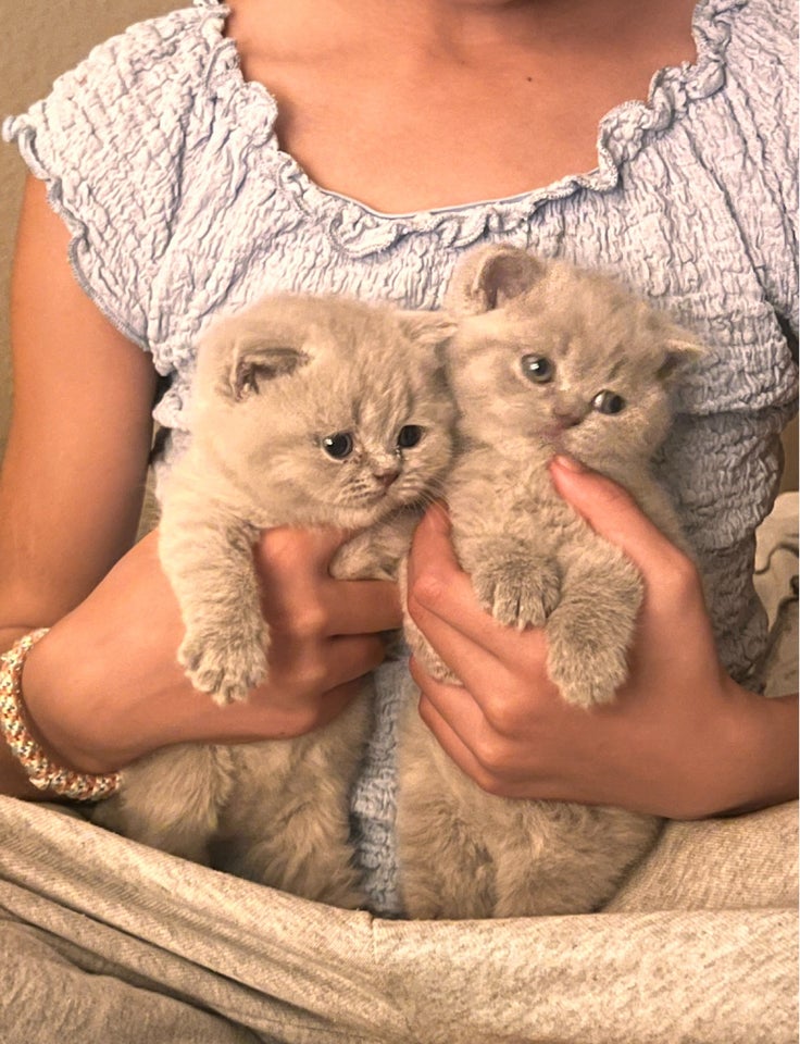 British Shorthair, flere