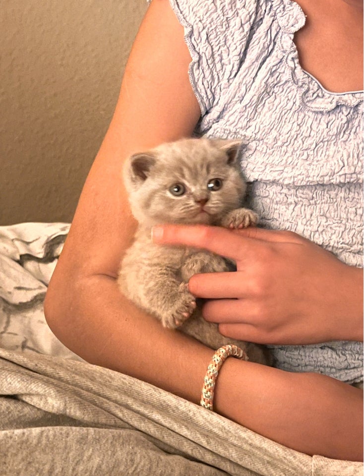 British Shorthair, flere