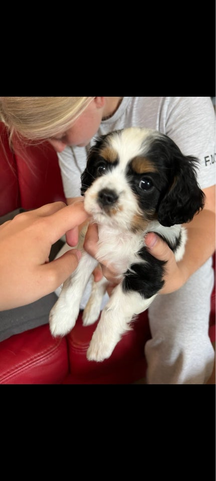 Cavalier King charles spaniel