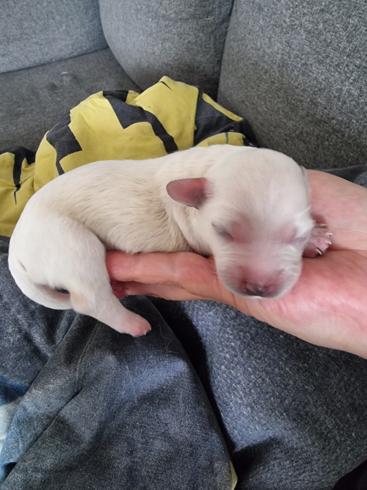 Maltipoo hvalpe 7 mdr