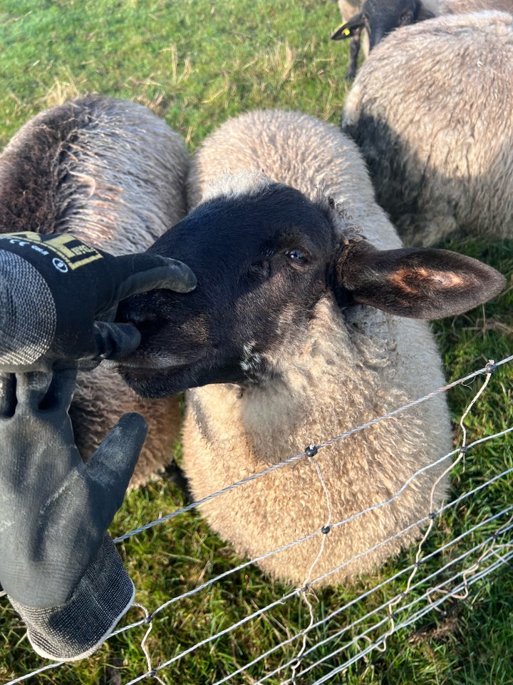 Vædder Suffolk / Texel / Såne 4