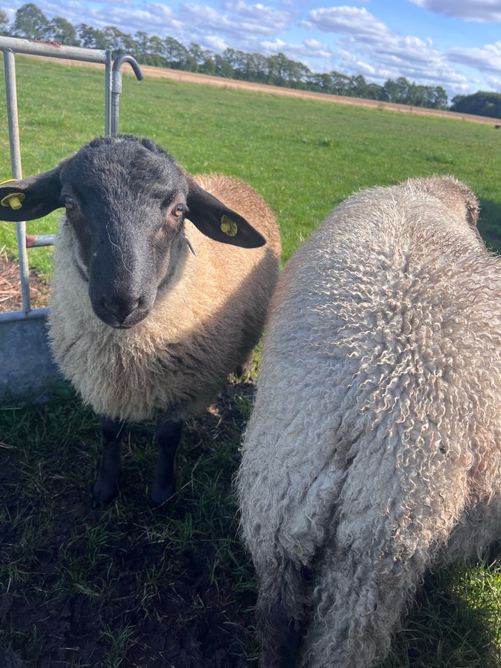 Vædder Suffolk / Texel / Såne 4