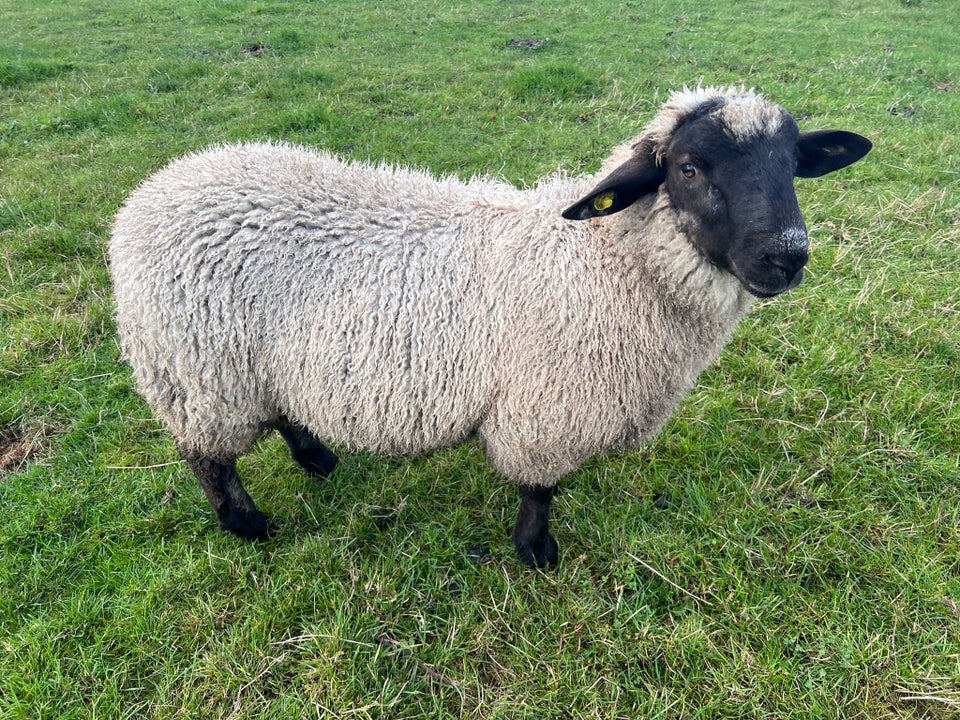 Vædder Suffolk / Texel / Såne 4