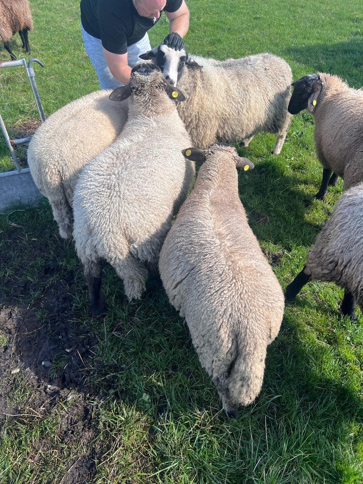 Vædder Suffolk / Texel / Såne 4