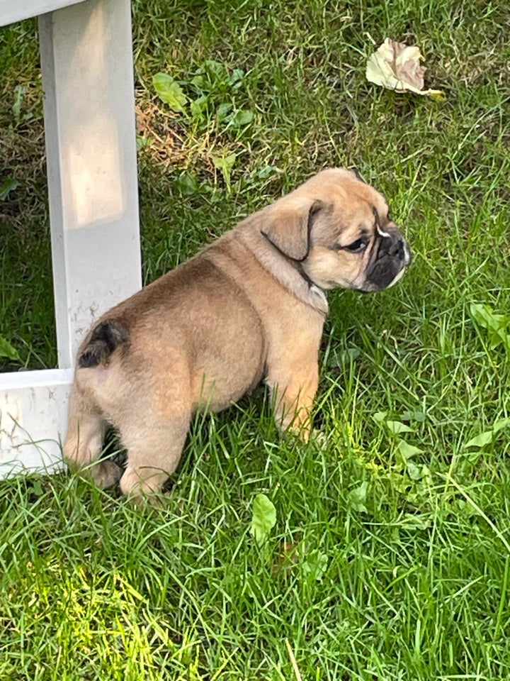 English bulldog hvalpe 8 mdr