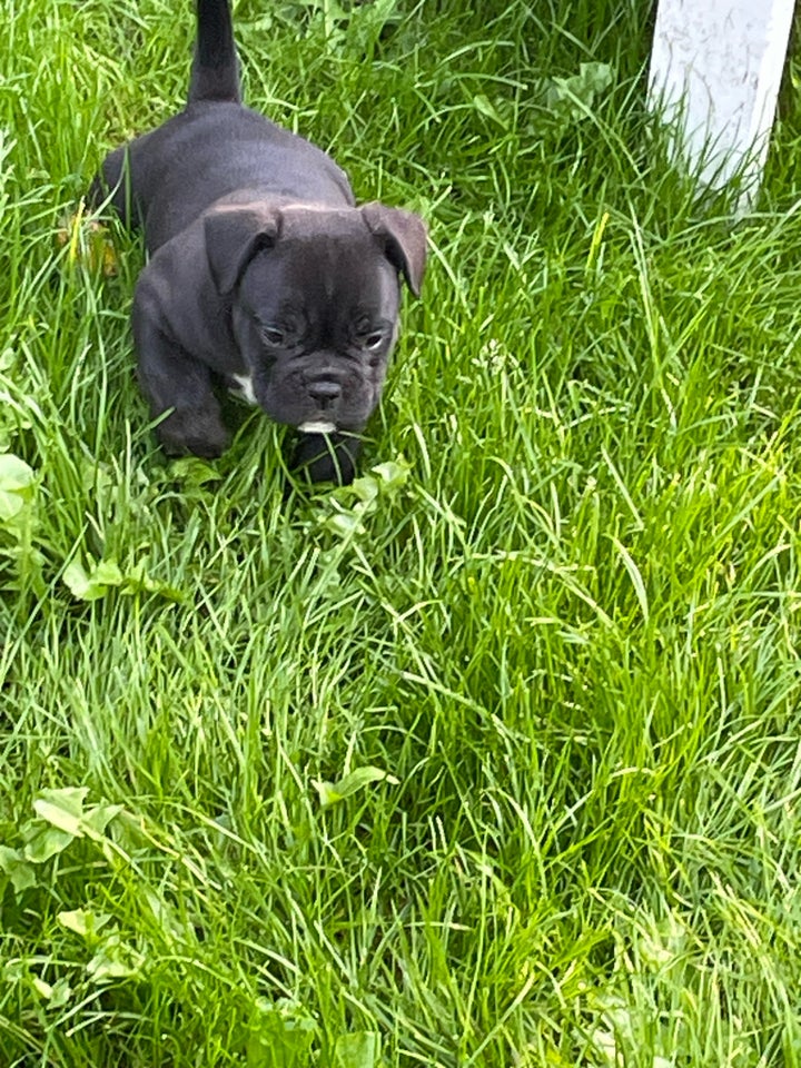 English bulldog hvalpe 8 mdr