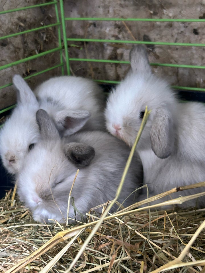 Kanin, Lion lop, 0 år