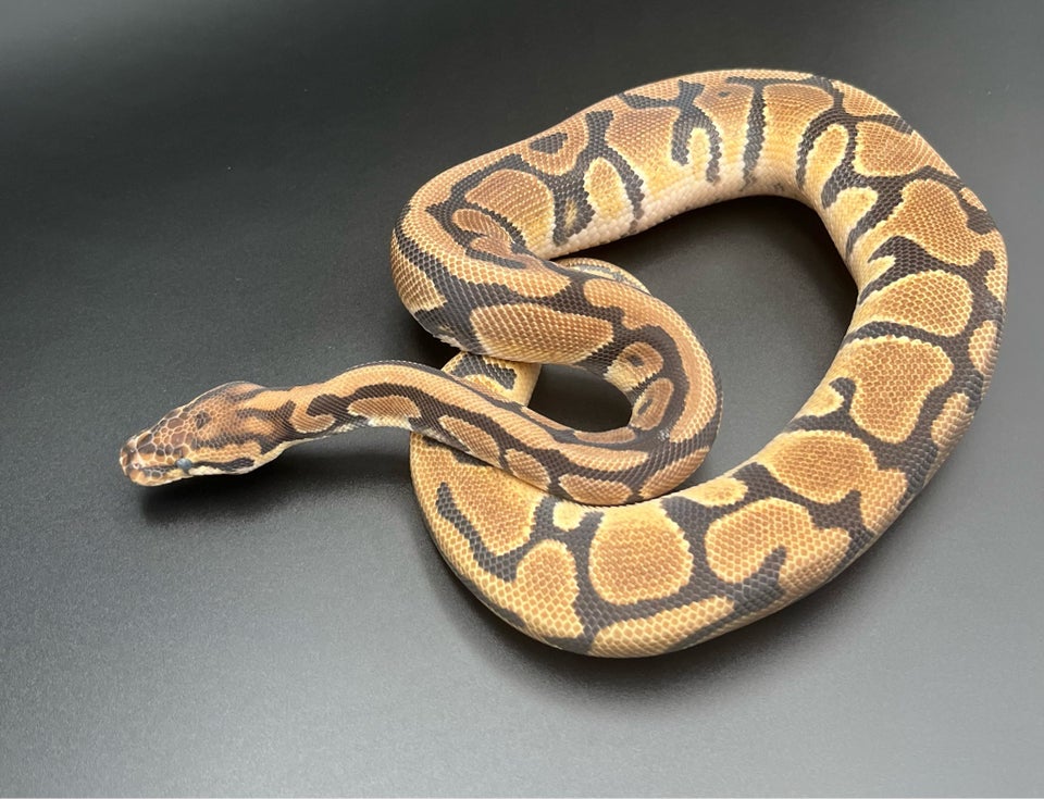 Slange Kongepython/ Ball Python