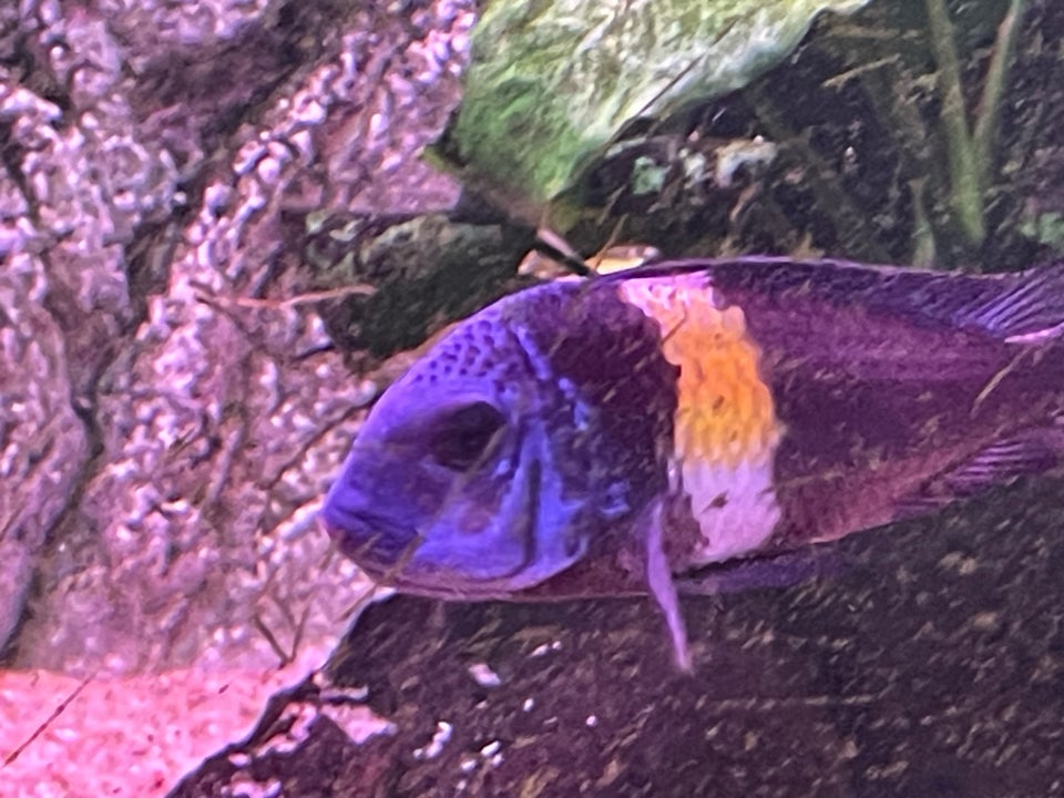 Tropheus Dubosi 50+ stk