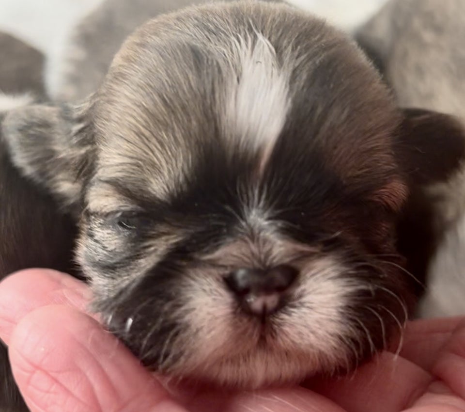 Shih tzu, flere hvalpe, 3 uger