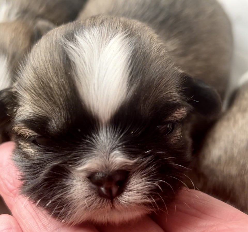 Shih tzu, flere hvalpe, 3 uger