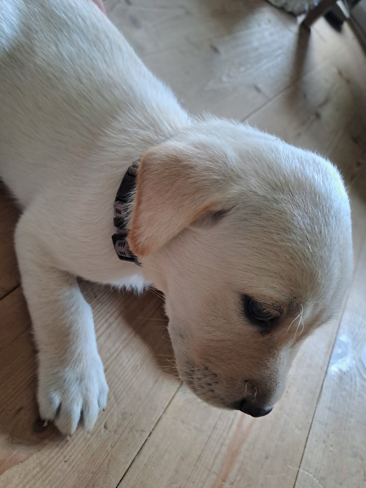 Labrador hvalpe med stamtav