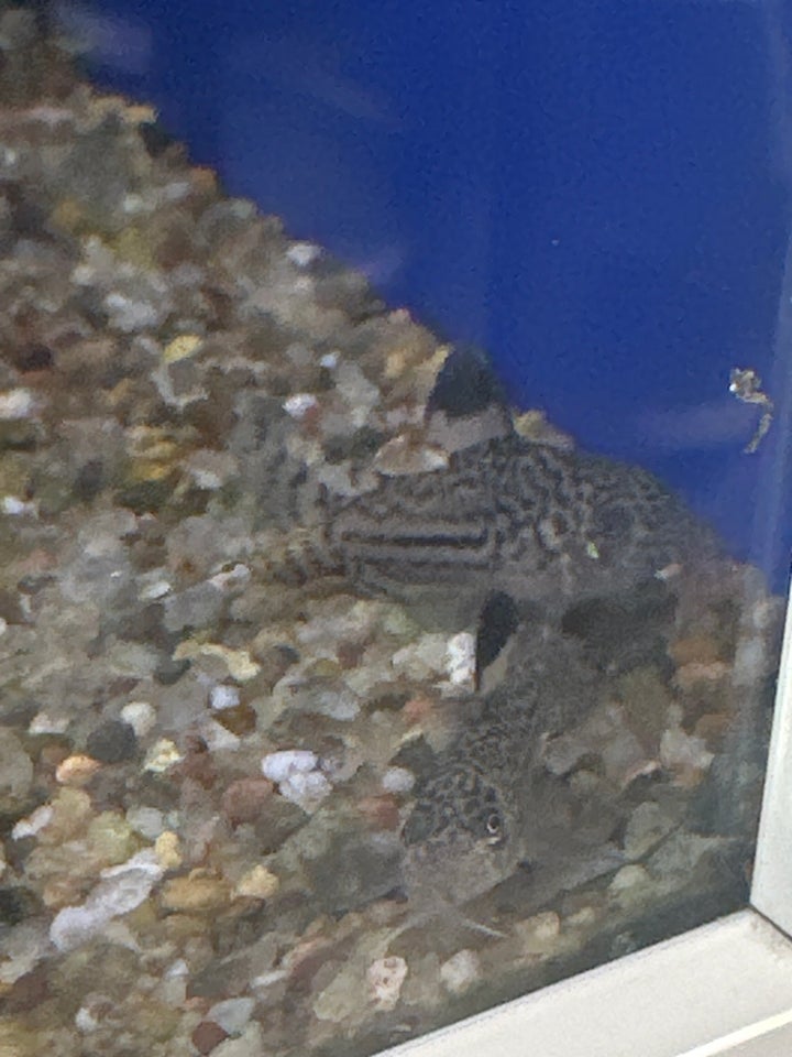 Corydoras trillneatus